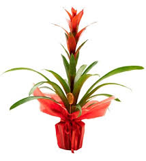 Guzmanya (Guzmania) Saksı Çiçeği